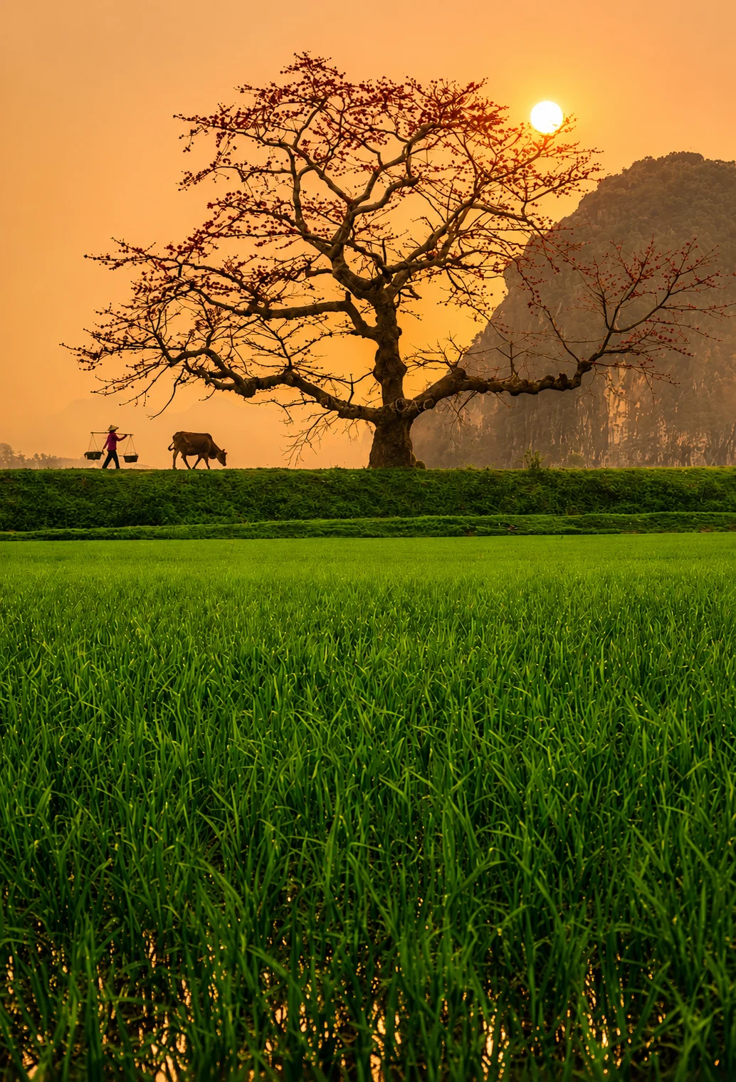Đồng Quê · Ruộng Bậc Thang